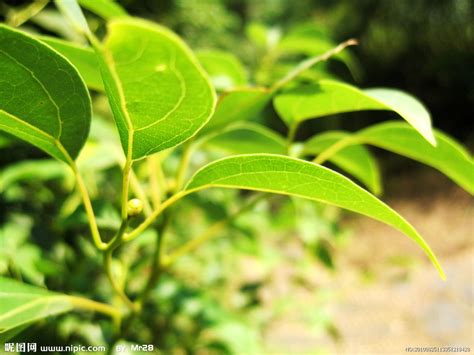 樟樹葉功效|【樟樹葉用途】樟樹葉的妙用：揭開大自然的寶藏，探索樟樹葉的。